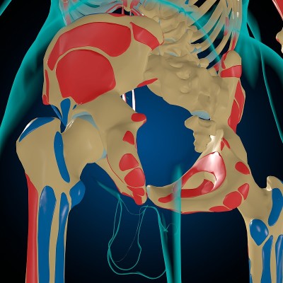 用于医学概念3D的肌肉起源和插入解剖骨骼