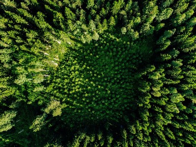 空中俯瞰森林中的绿树