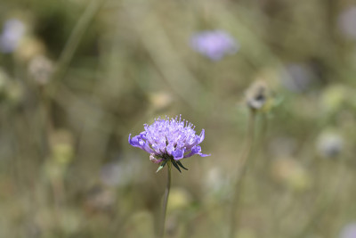 在那里scabious