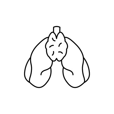人体器官胸腺颜色线图标。象形文字网页，移动应用