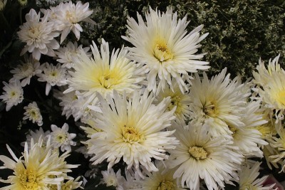 花节