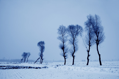 雪中的树