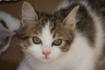 小猫