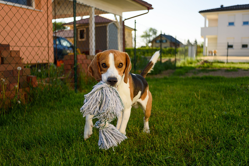 比格尔犬带着玩具跑