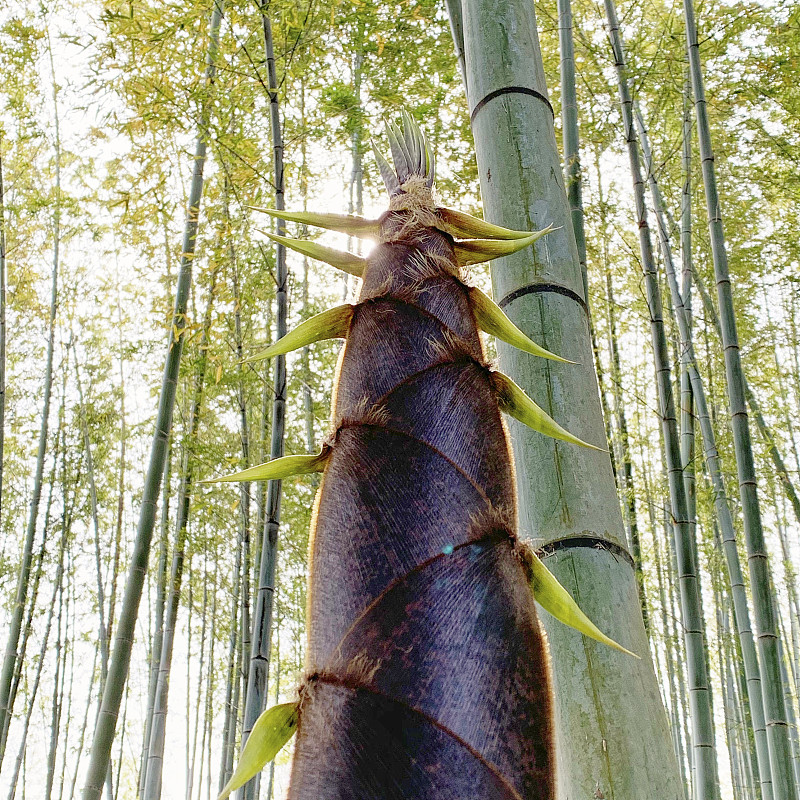 竹笋生长