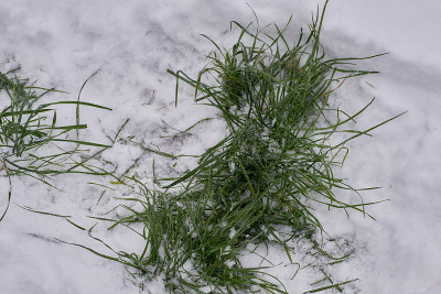美丽的小草在雪地里
