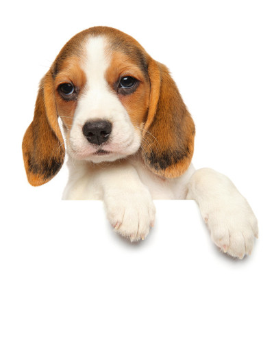 小猎犬在横幅上