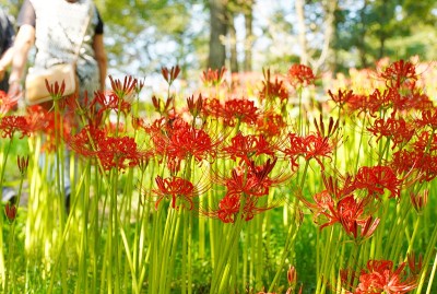 埼玉县金查田的红色簇金秋花