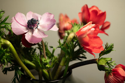 红色和粉红色的银莲花