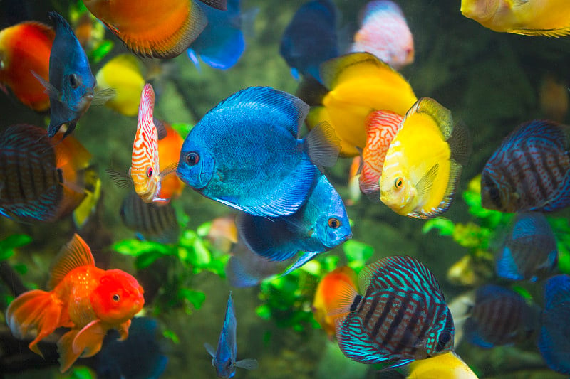 水族箱中的七彩联合藻