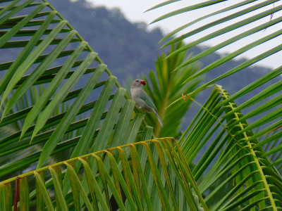 灰色sanhaco (Thraupis sayaca)