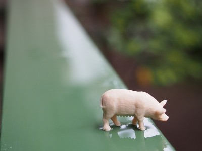 雨后小猪往下看