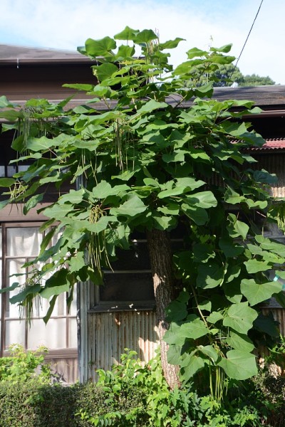 黄色梓水果(种子)