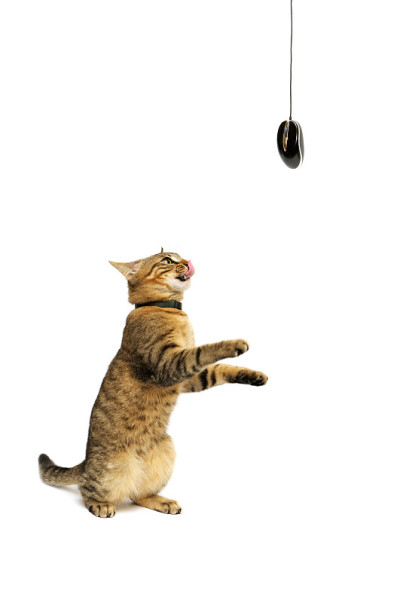 小猫