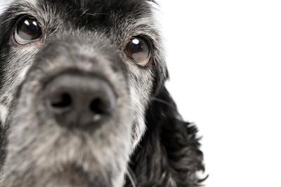 可爱的英国可卡犬的肖像