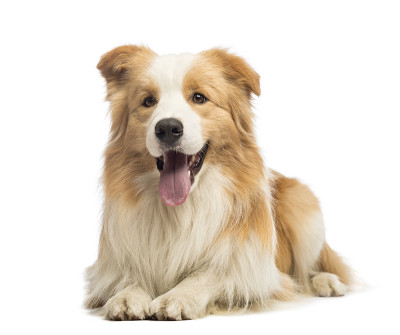 博德牧羊犬，1.5岁，躺在白色背景前喘气