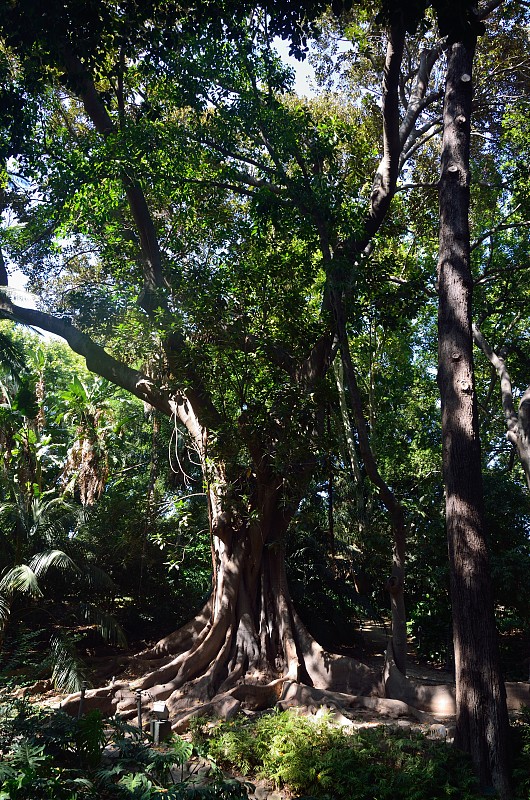 马拉加的Finca de la concepcion