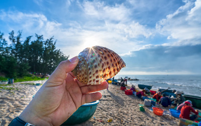 海螺在沿海海鲜市场的渔民手中