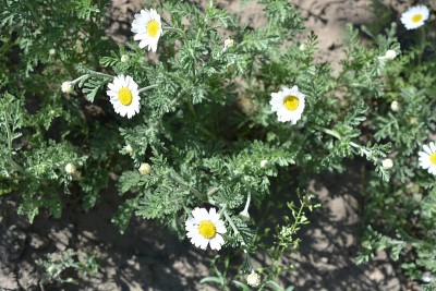 亮田及药用植物，花卉，卡米拉，马鞭草。白色花瓣的洋甘菊，野生药，在大自然中融化，在大街上。