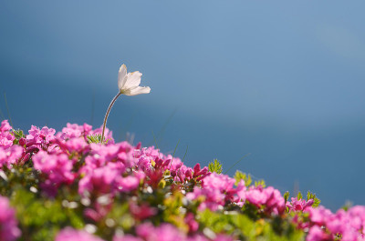山上的花