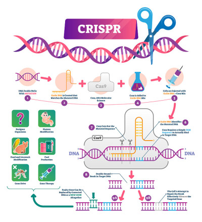 CRISPR vector illustration. Labeled clustered regu