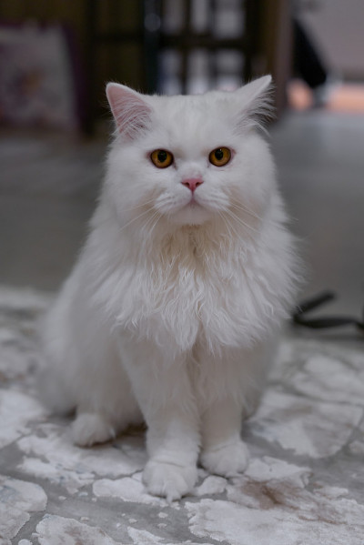 白色栗鼠波斯猫在看。白猫毛