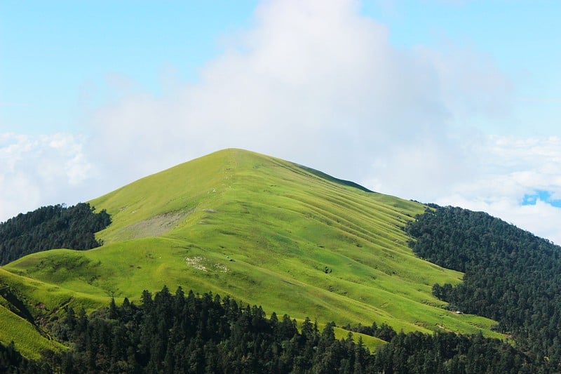 Ali bugyal草甸，北阿坎德邦喜马拉雅地区的高山草甸。