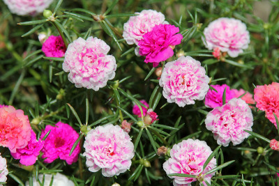 马齿苋(马齿苋，时间花)