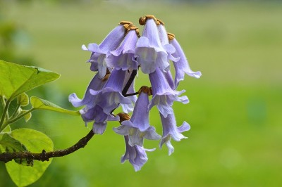 桐花