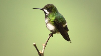 绿色thorntail