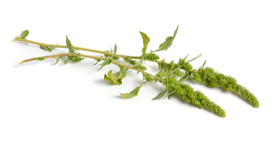 苋属植物或红根苋属植物，红根苋属植物，红根苋属植物，普通苋属植物