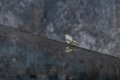 一只灰色的Wagtail, Motacilla cinerea走在水中与倒影。