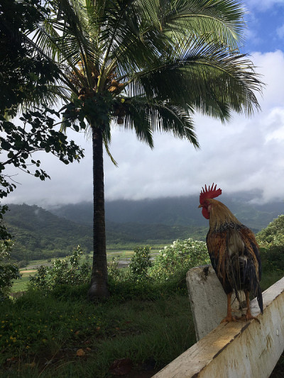 雨中俯瞰哈纳雷山谷的山顶公鸡，夏威夷考艾岛。