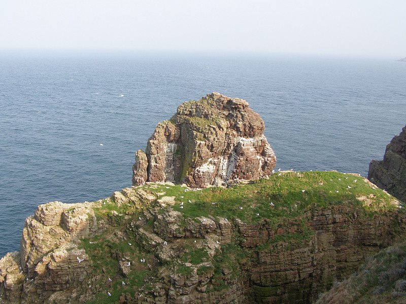 海峡海岸悬崖上的海鸥