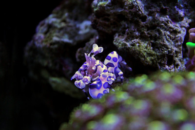 角虾(Hymenocera elegans)