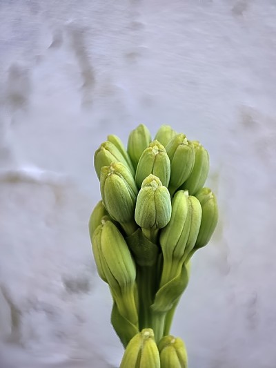 晚香玉花蕾的特写和选择性聚焦