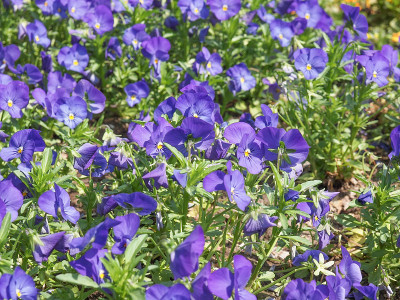 紫百合的花