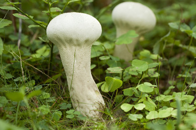 Calvatia excipuliformis