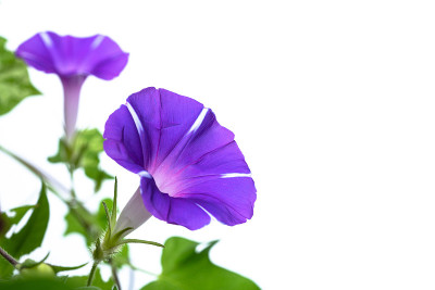 牵牛花。