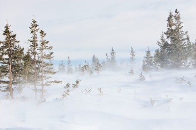 暴雪
