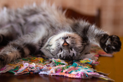 一只躺着的条纹猫。
