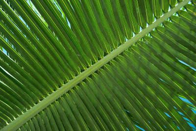 棕榈叶特写