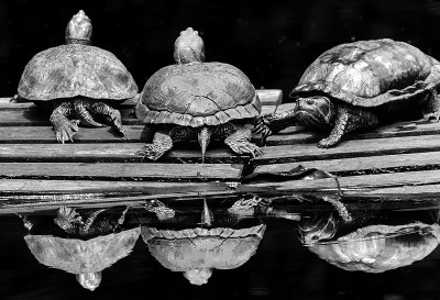 红耳滑块(Trachemys scripta elegans)