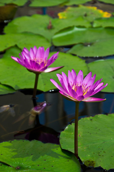 莲花