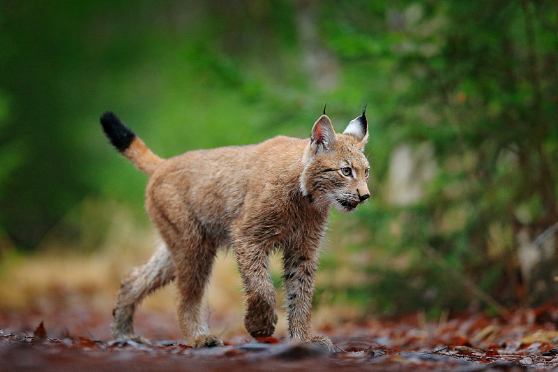 欧亚猞猁散步。德国野猫。山猫在树林里。在秋天的草地上捕猎肉食动物。山猫在绿色的森林里。欧洲捷克的自然