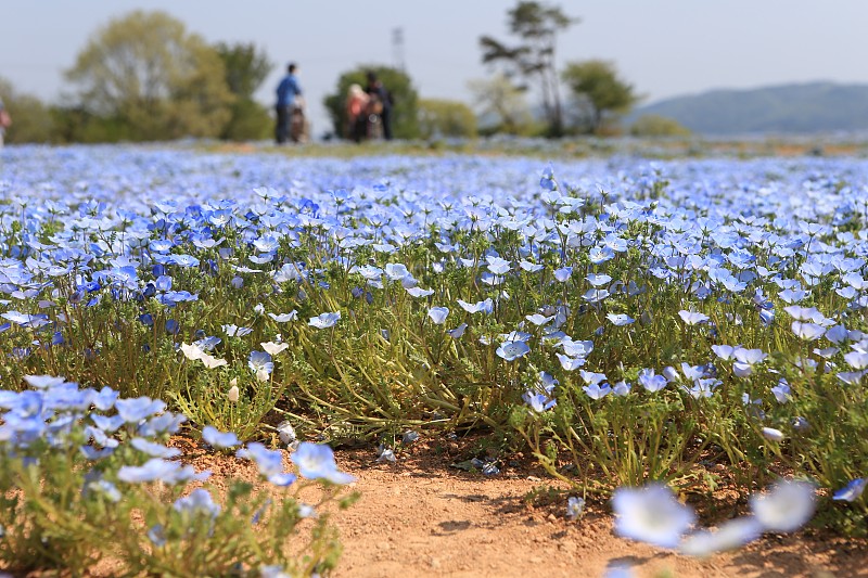 尼莫菲拉