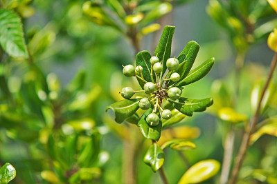 Pittosporum tobira