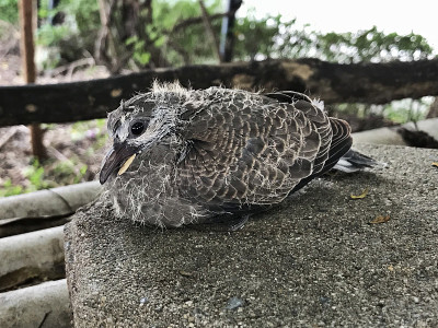 斑鸠泰国斑鸠或斑鸠的幼崽