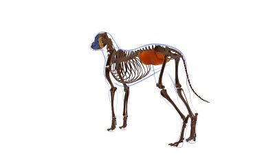 腹内斜肌狗肌解剖医学概念3D