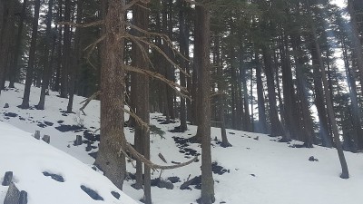 雪和美丽的雪松树。